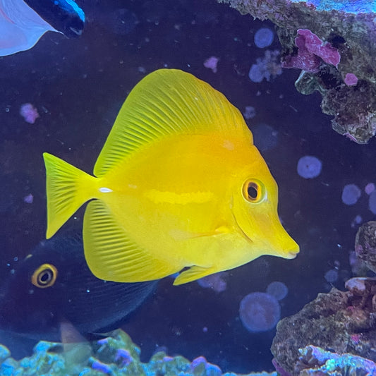 Yellow Tang Sm/Med