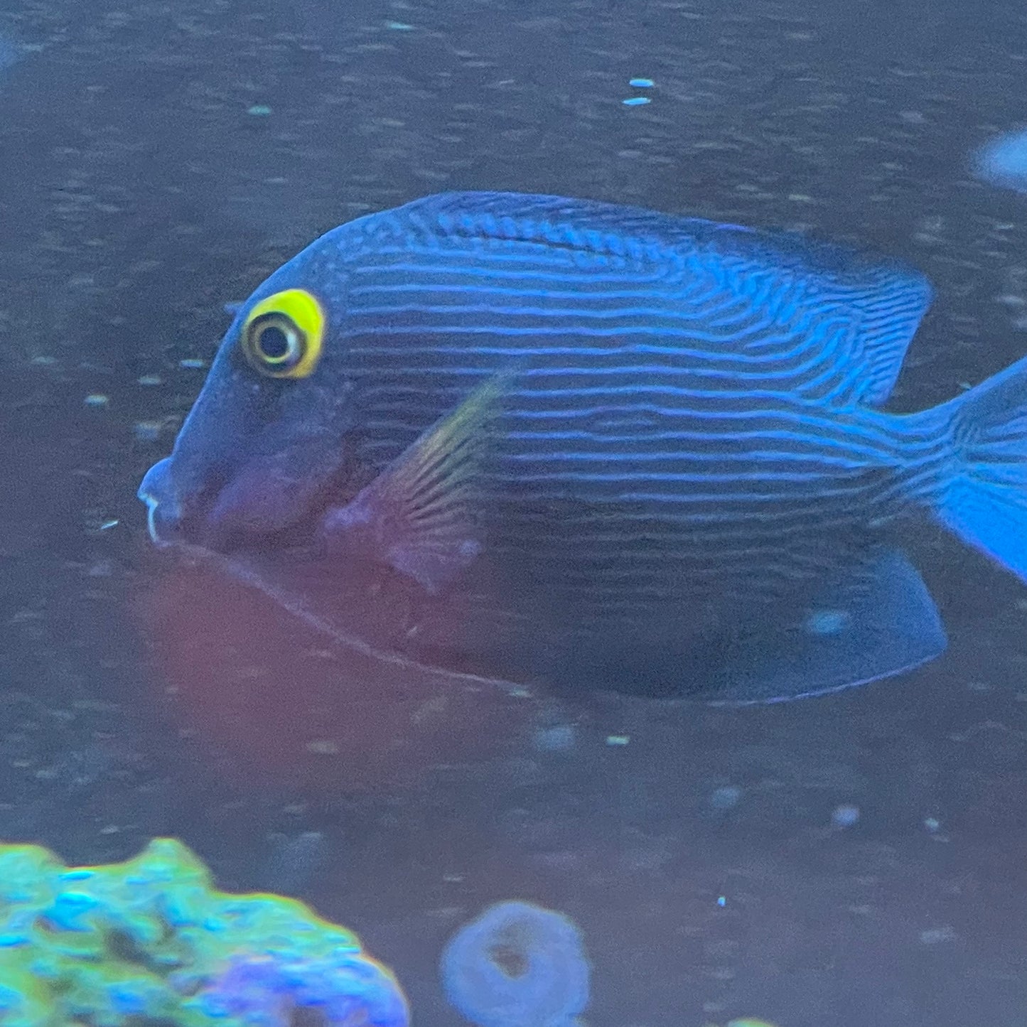 Tang Yellow Eyed Kole - MD