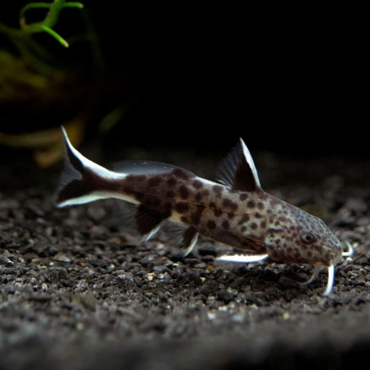 Synodontis Dwarf Pleco