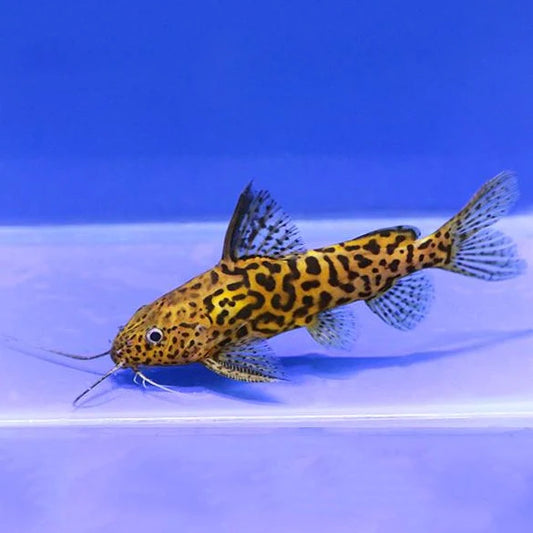 Yellow Marble Synodontis Catfish