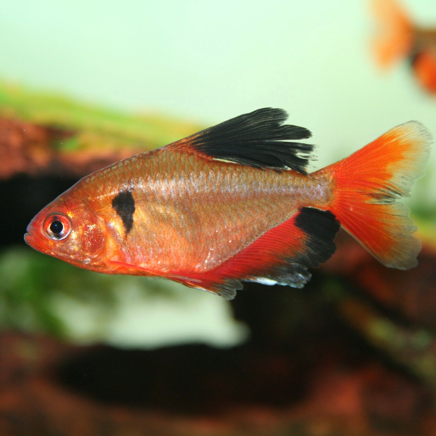 Tetra Serpae Reg.