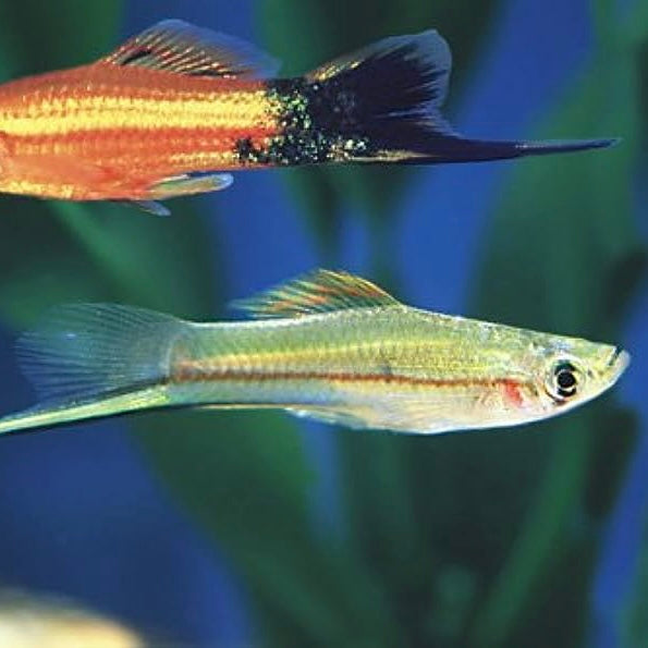 Swordtail Mixed