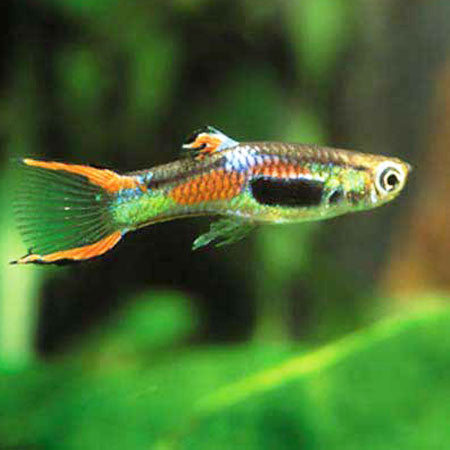 K33 Endler Guppy (Red/Blue Mix)