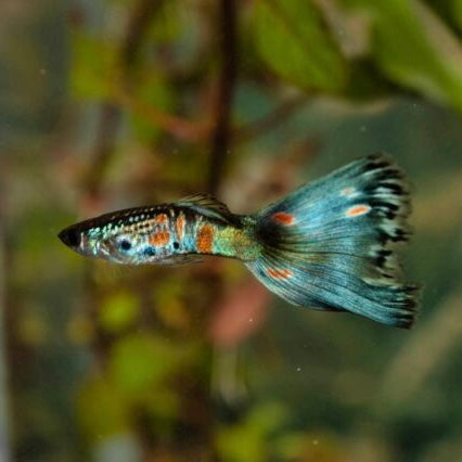 Mixed Delta Guppy Male Med