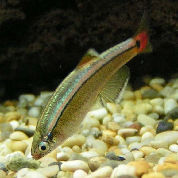 White Cloud Veiltail Danio