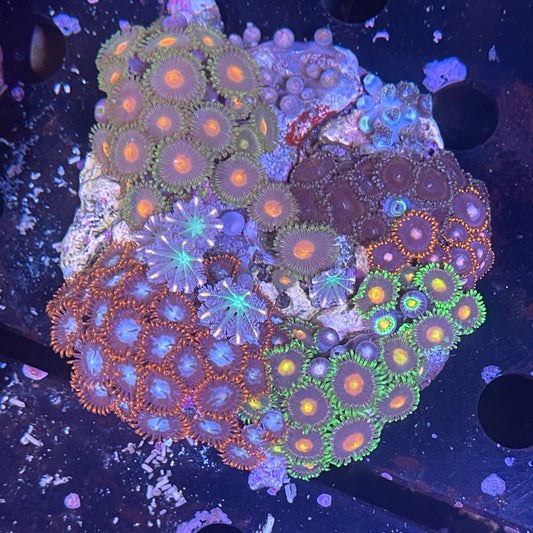 Small Zoa Colony