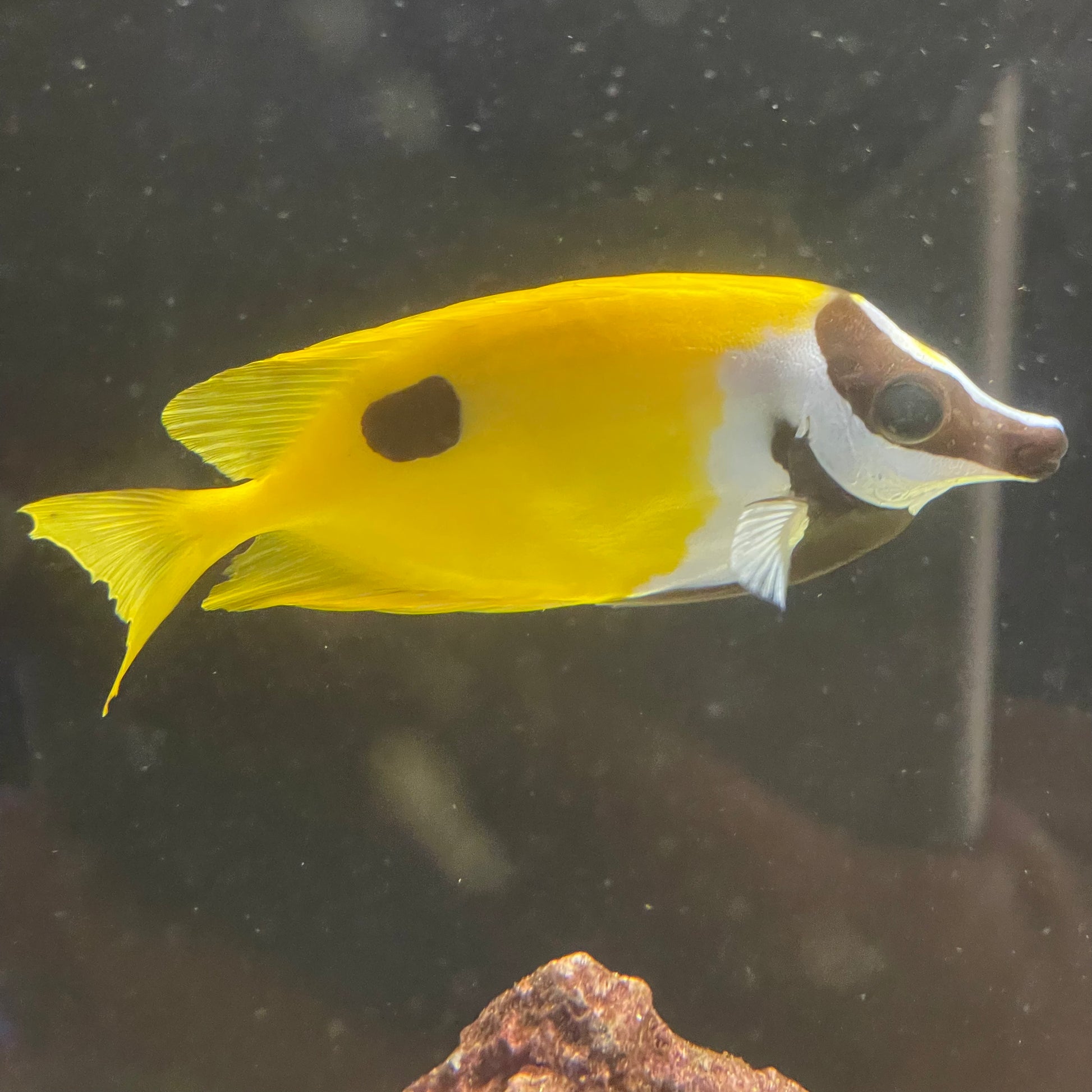 Foxface One Spot Med – Richmond Aquarium