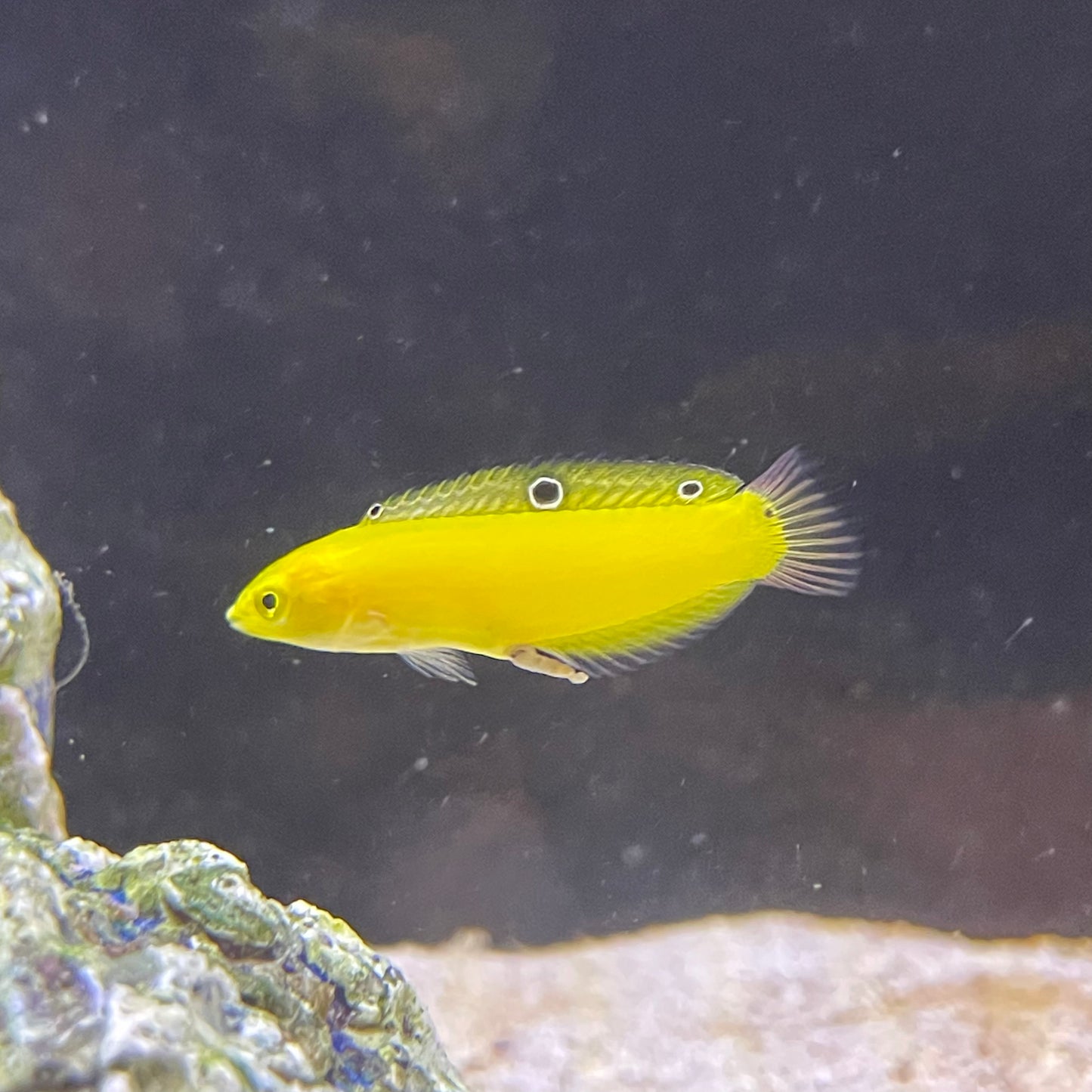 Yellow Coris Wrasse Med