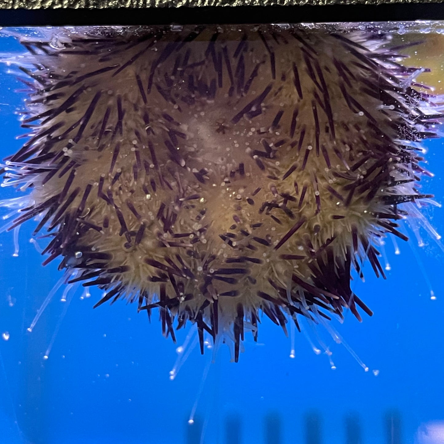 Purple Spine Urchin Med