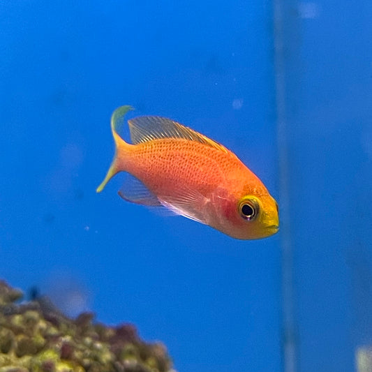 Randall's Anthias Female