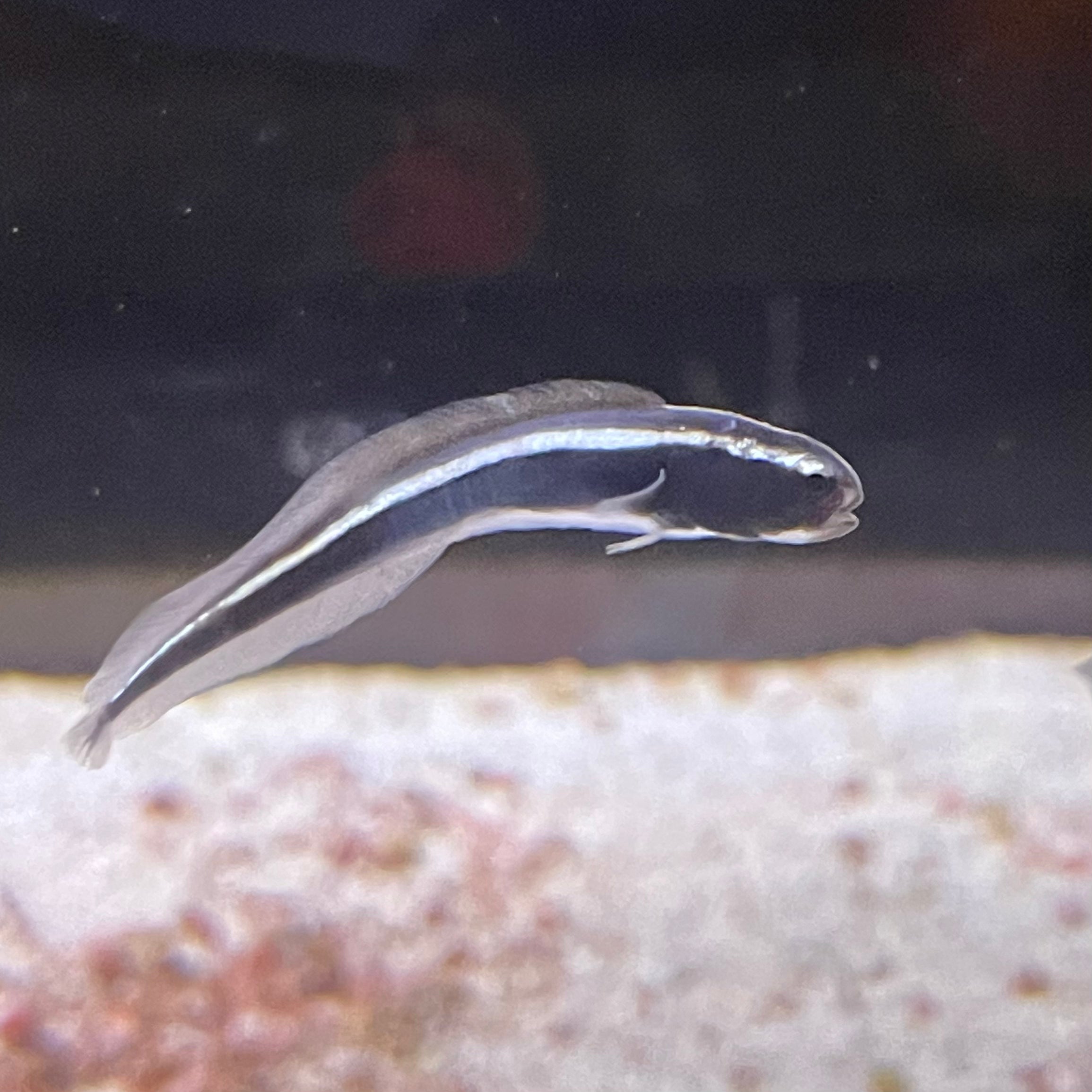 Engineer Goby M – Richmond Aquarium