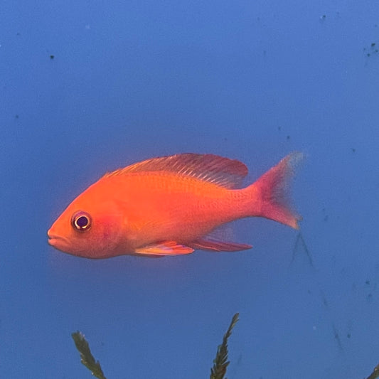 Anthias Randall's Male Med