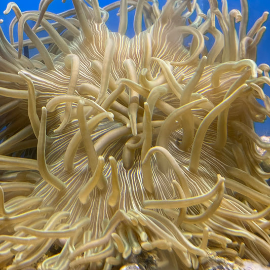 Long Tentacle Anemone