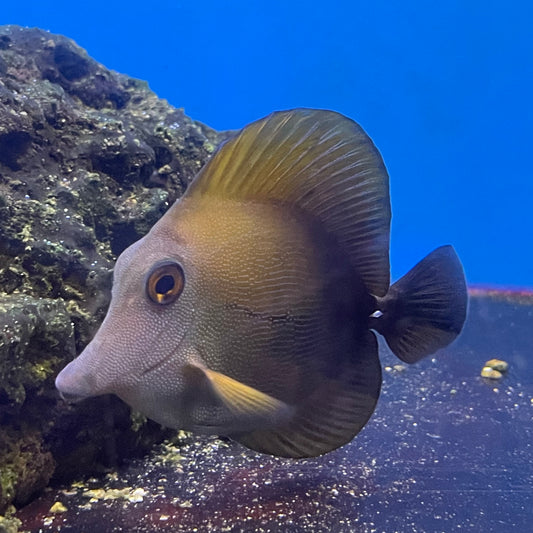 Scopus Tang Med/Lg