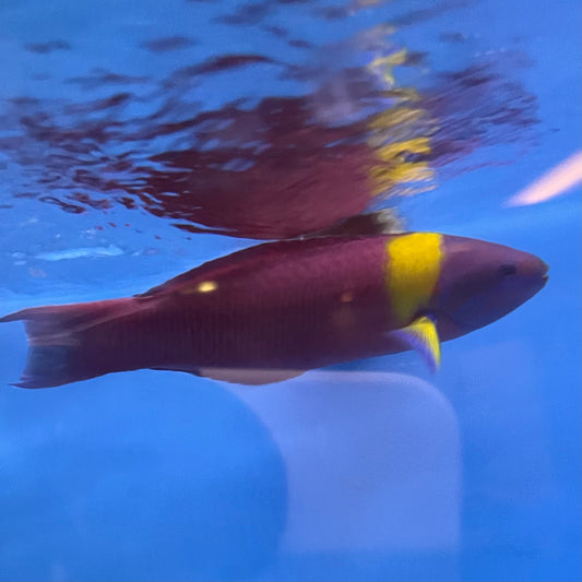 Paddlefin Wrasse