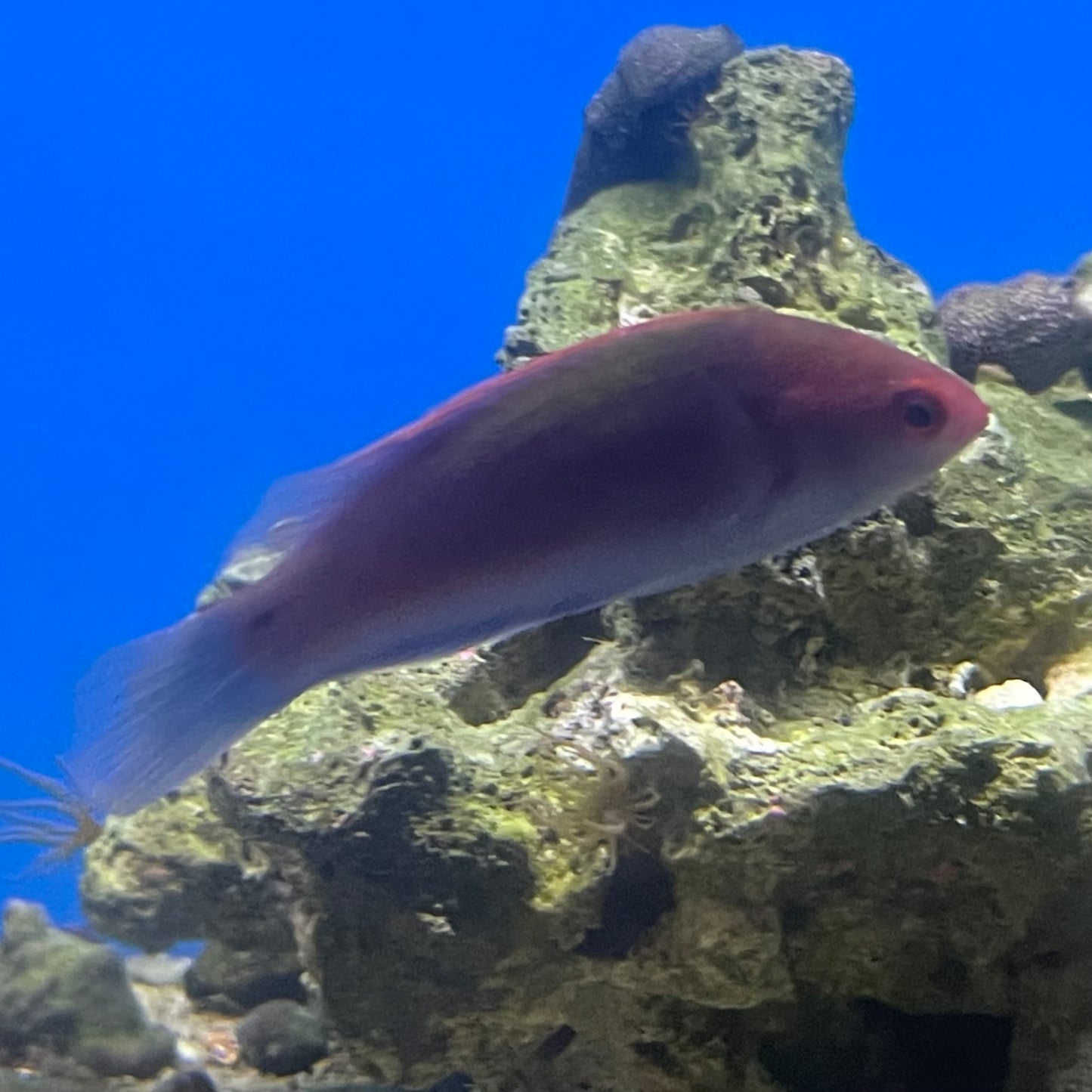 Blue Sided Fairy Wrasse Female Sm