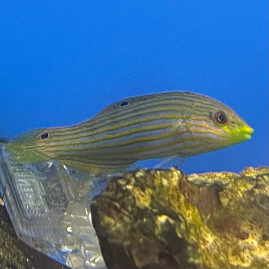 Pinstiped Melanurus Wrasse Female