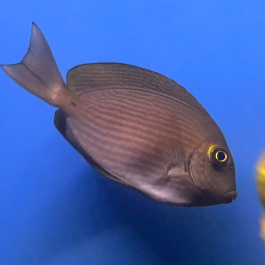 Mata Tang Small
