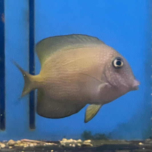 Bristletooth Short-Tail Tang Med
