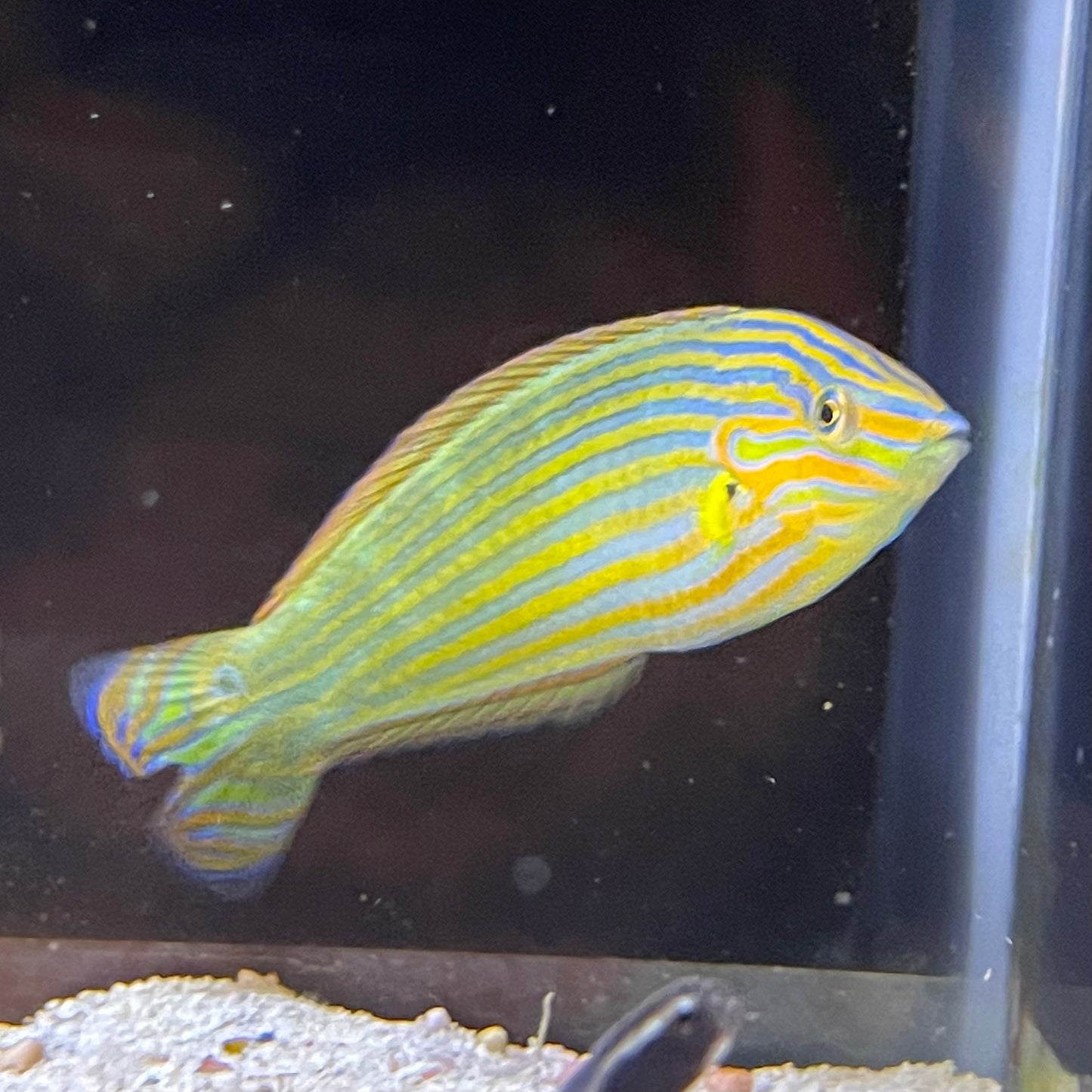 Wrasse Melanarus Male Med