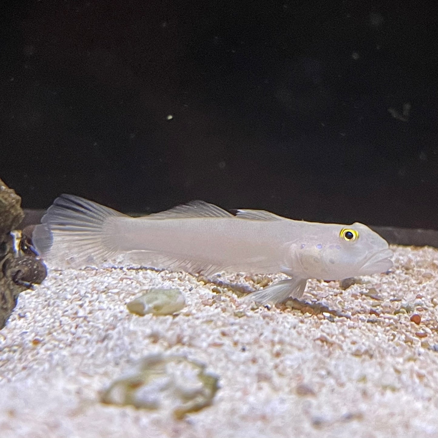 White Sleeper Goby Sm/Med