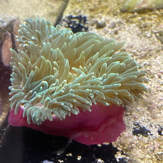 Bubble Anemone Purple Base Med/Lg