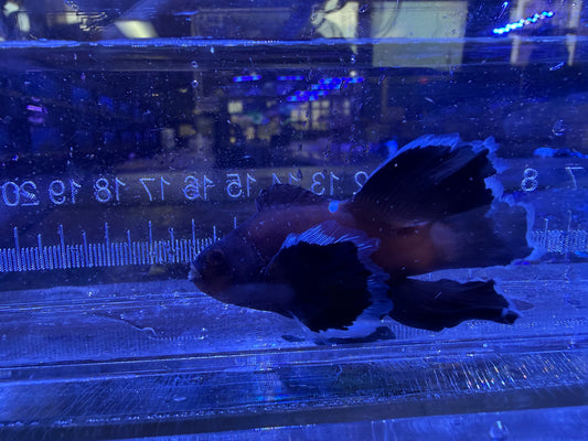 SA Chocolate Midnight Roundtail Longfin Clown Lg