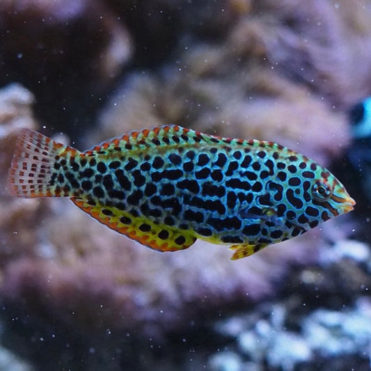 Wrasse Leopard Sm