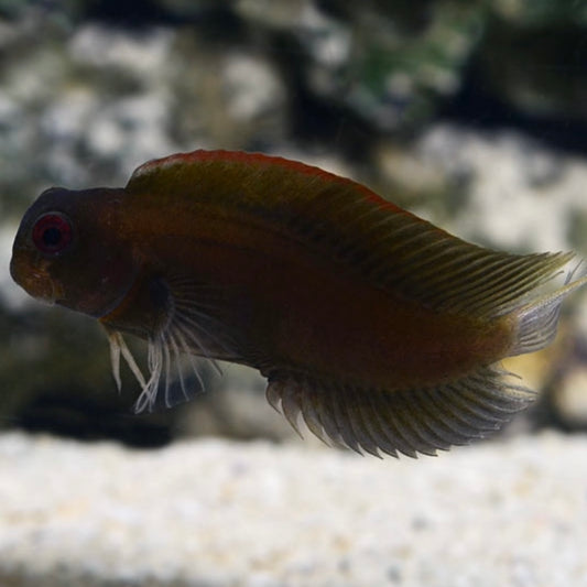 Tribal Blenny