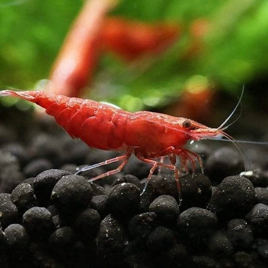 Assorted Neocaridina Dwarf Shrimp