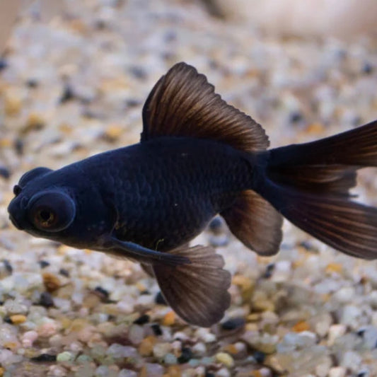 Black Moor Goldfish Med