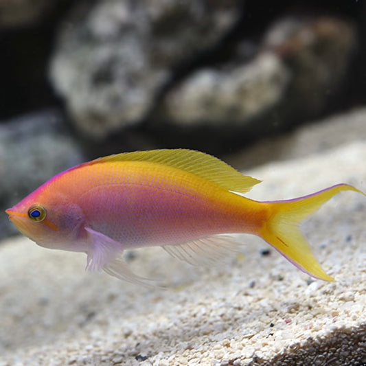 Bartlett's Anthias Female Marshall Islands