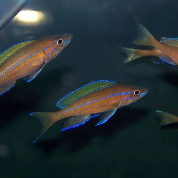 Blue Neon Cpyrichromis Cichlid Med