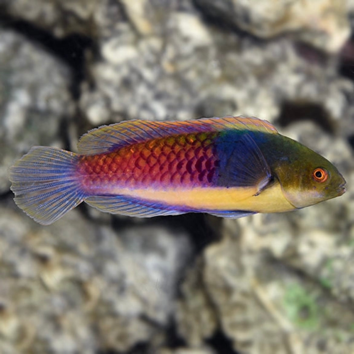 Blue sided Fairy Wrasse Sm