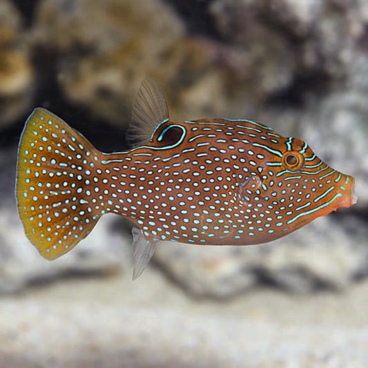 Blue Spotted Puffer