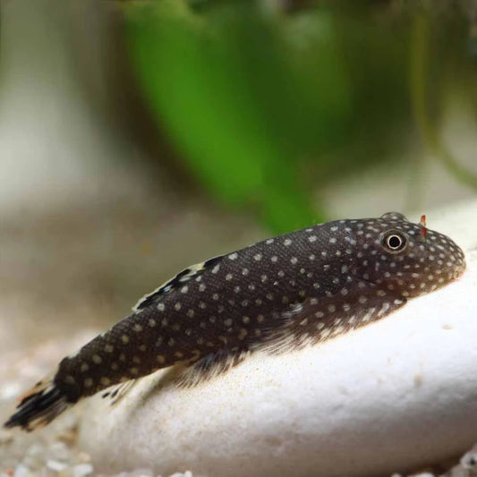 Borneo Sucker Fish Reg