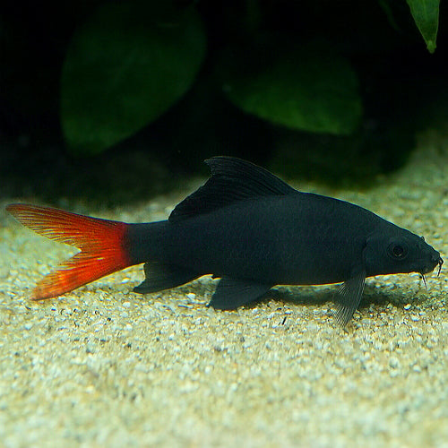 Shark Redtail Reg