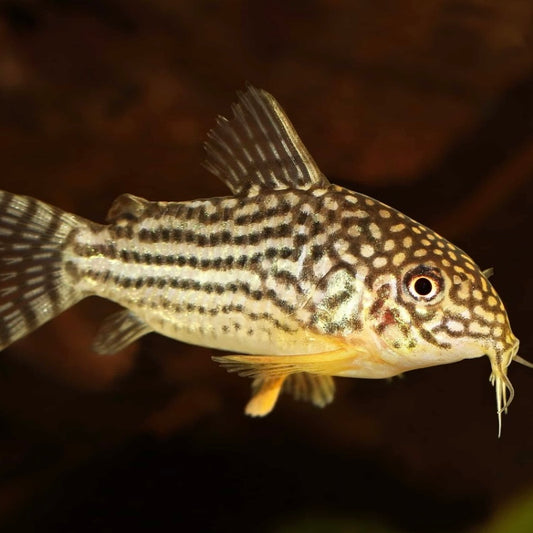 Catfish Corydoras Sterbai Md.