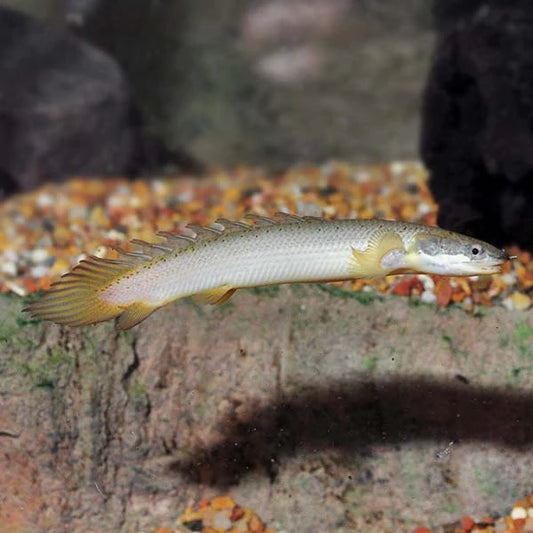 Eel Polypterus Senegalus Reg