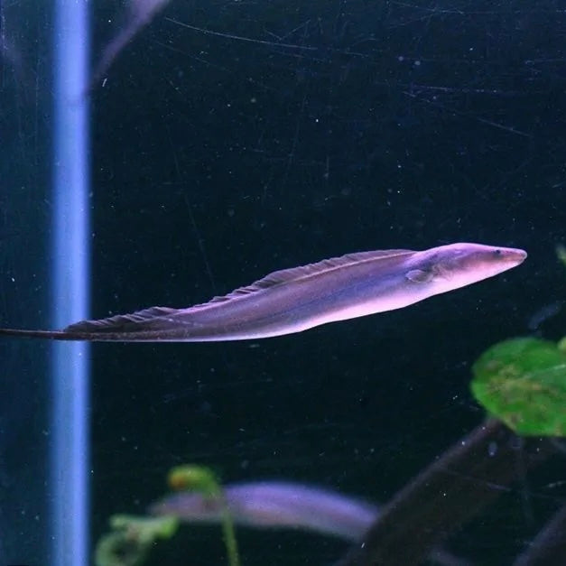 Aba Aba Knife Fish Sml – Richmond Aquarium