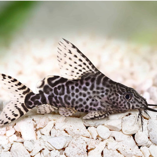 Catfish Synodontis Eupterus Lg