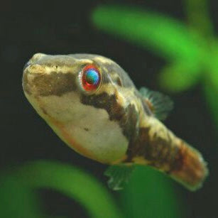 Red Eye Puffer Sm.