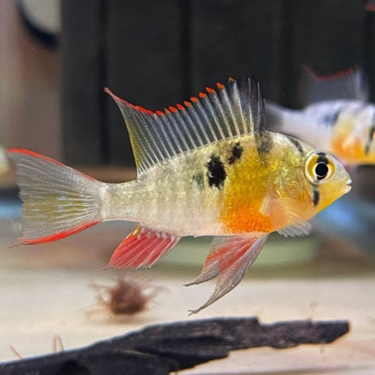 Cichlid Bolivian Ram Lg