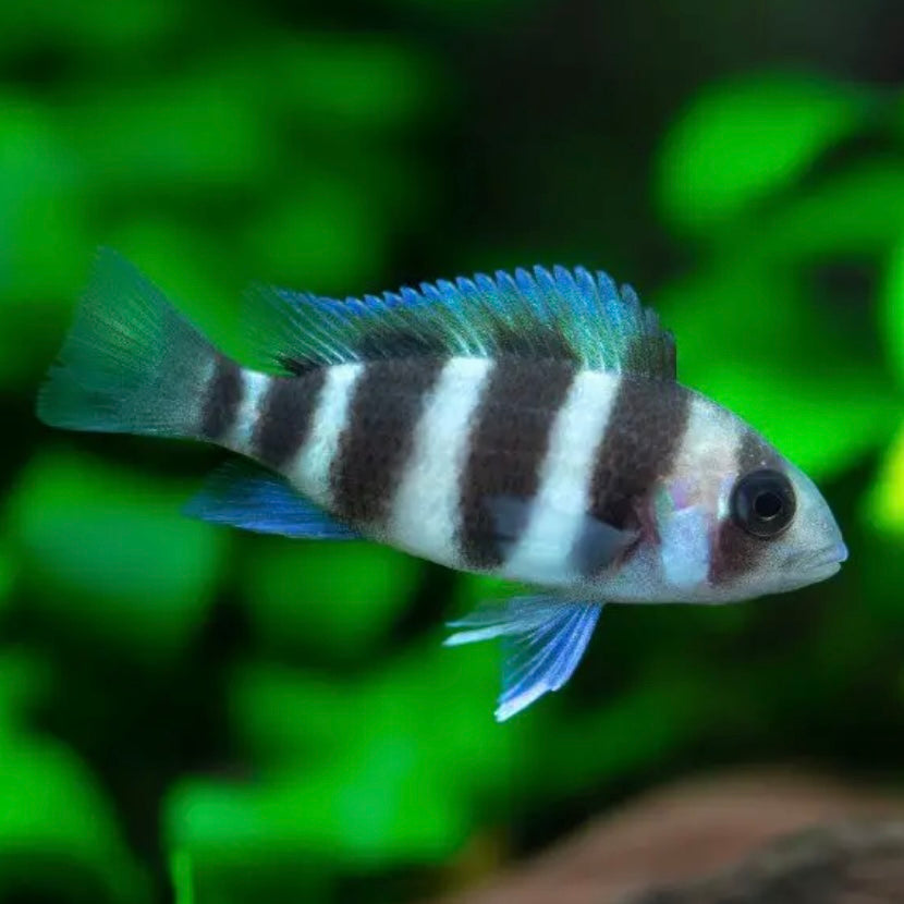 Cichlid C Frontosa Med/lg – Richmond Aquarium