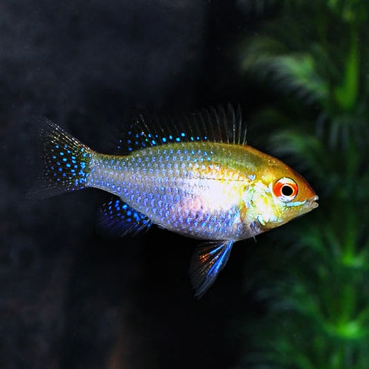 Cichlid Ram German Gold Reg.
