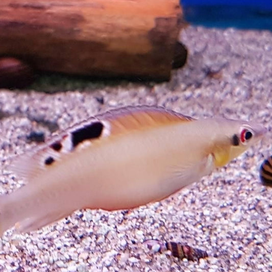 Cichlid Pike Regani Dwarf "Tapajos" M/L