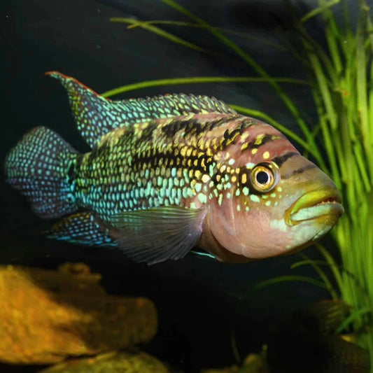 Cichlid S.A. Jack Demsey Lg