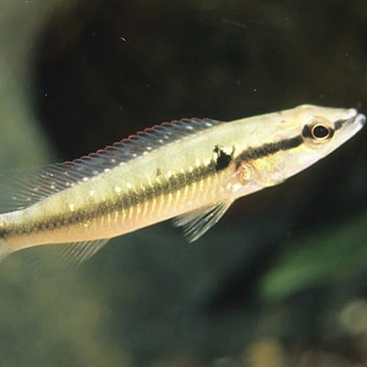Colombia Pike Cichlid Med