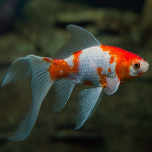 Comet Goldfish 4 to 5"