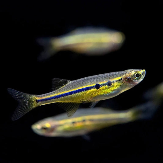 Dadio Danio Reg